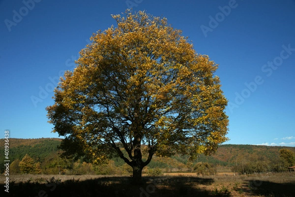 Fototapeta The unique view of trees and the harmony of green with the sky, which are the most beautiful things nature has offered us