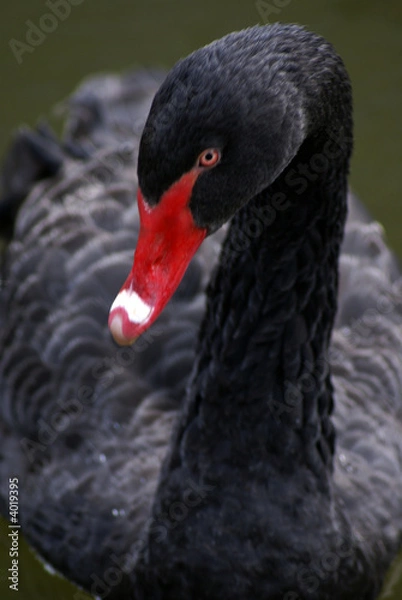 Obraz a black swan