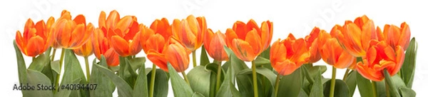 Obraz Orange Tulips