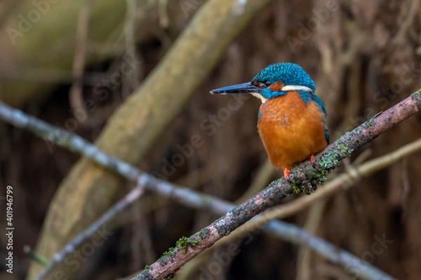 Obraz Eisvogel (Alcedo atthis) Männchen