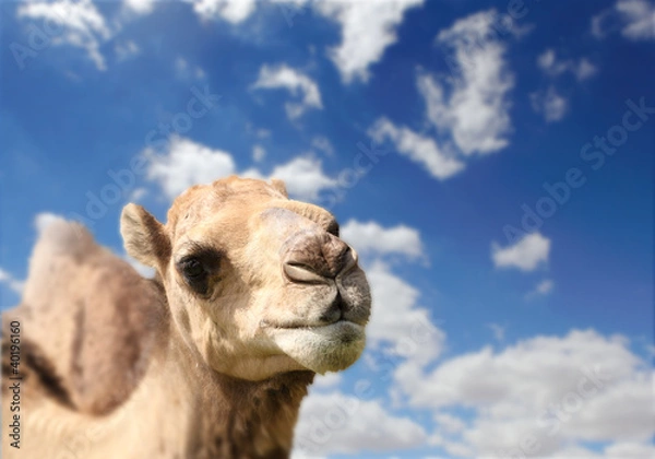 Obraz Camel head agaisnt sky background