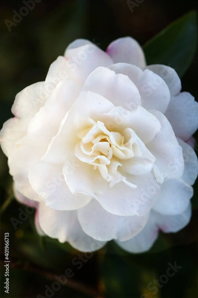 Obraz 白い椿（ツバキ）