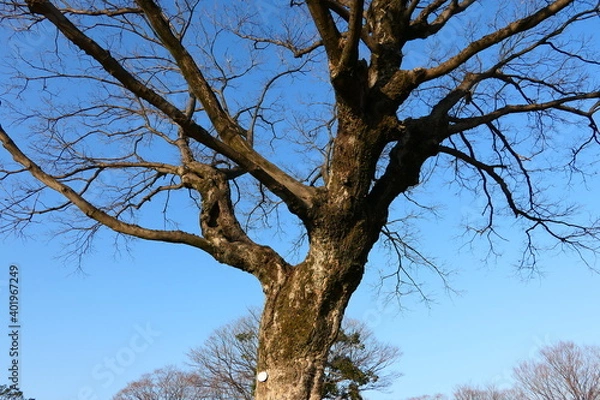 Obraz Nature Scenic Area of Jinju Castle Park in Korea