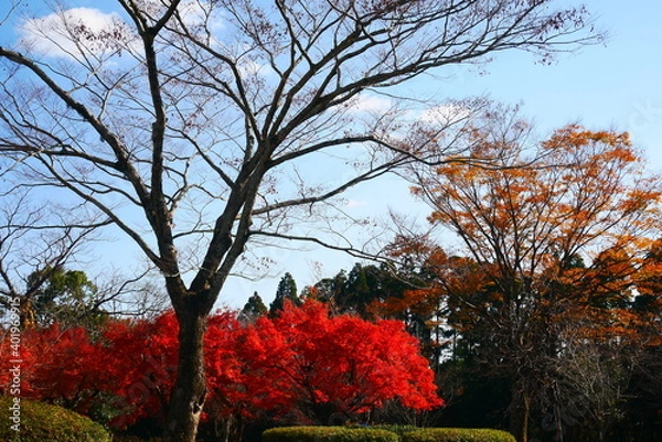 Fototapeta 秋の風景（木々）