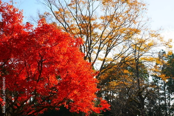 Obraz 紅葉（赤・黄）