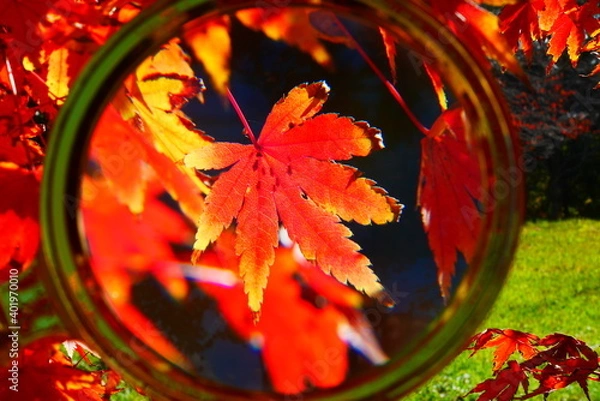 Fototapeta もみじ（虫眼鏡）