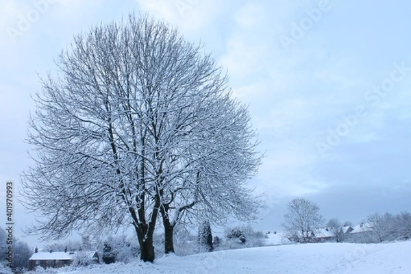 Fototapeta Two large bare Ash trees in winter covered in snow