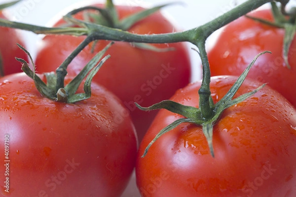 Obraz tomates grappe