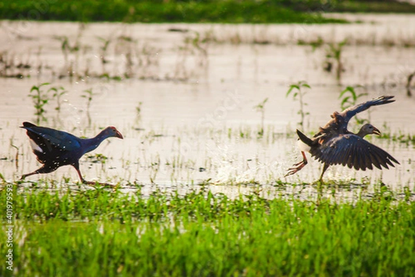 Obraz Birds in play mode