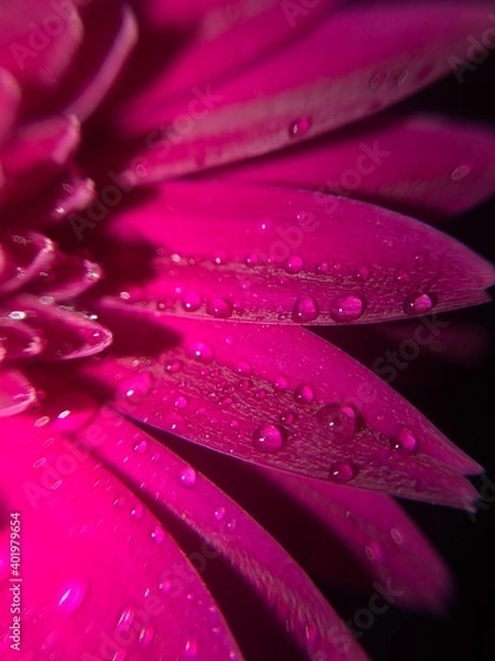 Obraz Flower Macro Photography