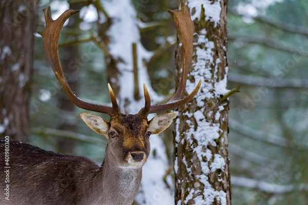 Fototapeta deer in the woods