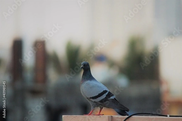 Obraz Pigeon