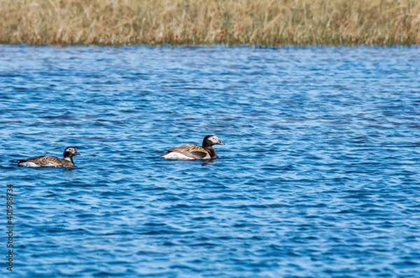 Obraz Pair of Long-tailed Duck (Clangula hyemalis) drake in Barents Sea coastal area, Russia