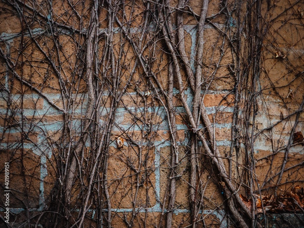Obraz trees in the autumn