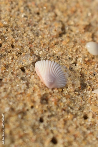 Obraz seashell on the beach