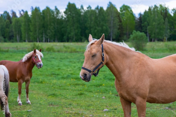 Fototapeta Horse portrait, grazing in lush green summer pasture in the forest during sunset with other horses on background