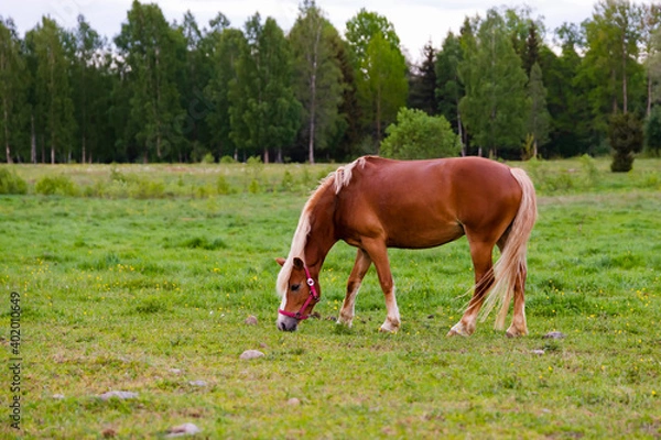 Fototapeta Horse grazing in lush green summer pasture in the forest during sunset, soft colors natural light