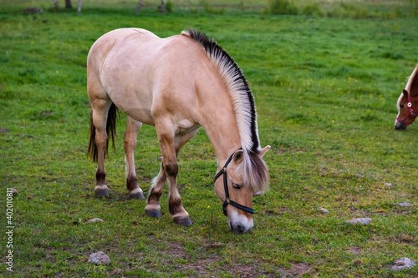 Fototapeta Horse grazing in lush green summer pasture in the forest during sunset, soft colors natural light