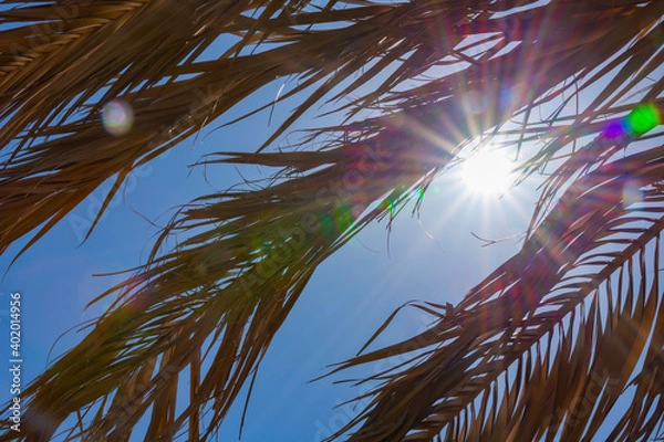 Fototapeta Shadow of exotic tropical summer umbrella made of palm leaf, look at sun through palm leaves on beach