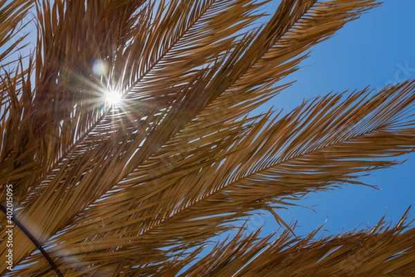 Fototapeta Shadow of exotic tropical summer umbrella made of palm leaf, look at sun through palm leaves on beach