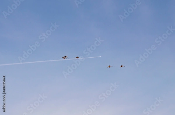 Fototapeta A group of ducks in the sky against the background of a flying plane.
