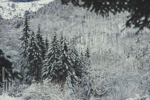 Obraz snow covered forest