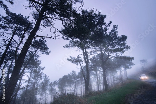 Fototapeta Dawn with fog in the forest