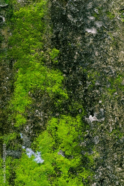 Obraz Wall Background and Texture