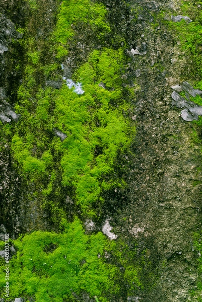 Obraz Wall Background and Texture