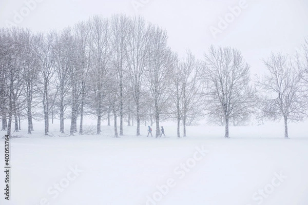 Fototapeta Walking in the snowy forest