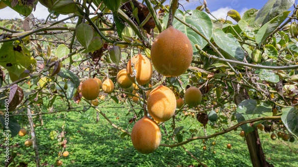 Obraz Image of a granadilla crop, with many ripe fruits in the Colombian Andes, in the Valle del Cauca Colombia.