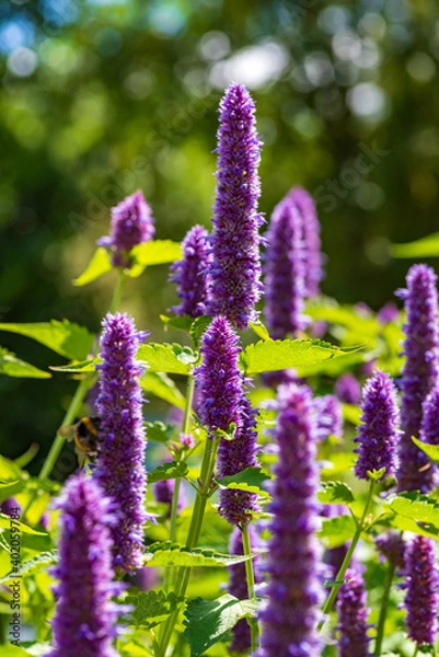 Obraz Inflorescences of the herbal plant Anis-ysop in sunlight, shallow depth of field, selective focus