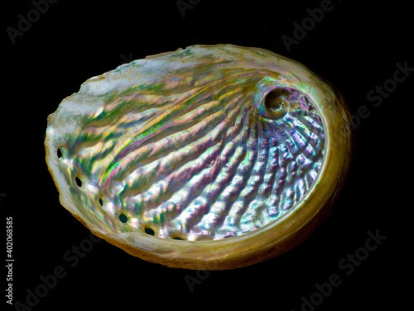 Fototapeta Inside of shell of abalone, showing the iridescence of the mother of pearl.