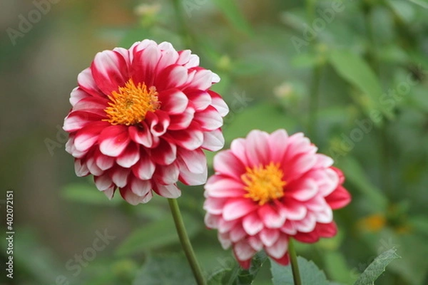 Fototapeta Flor