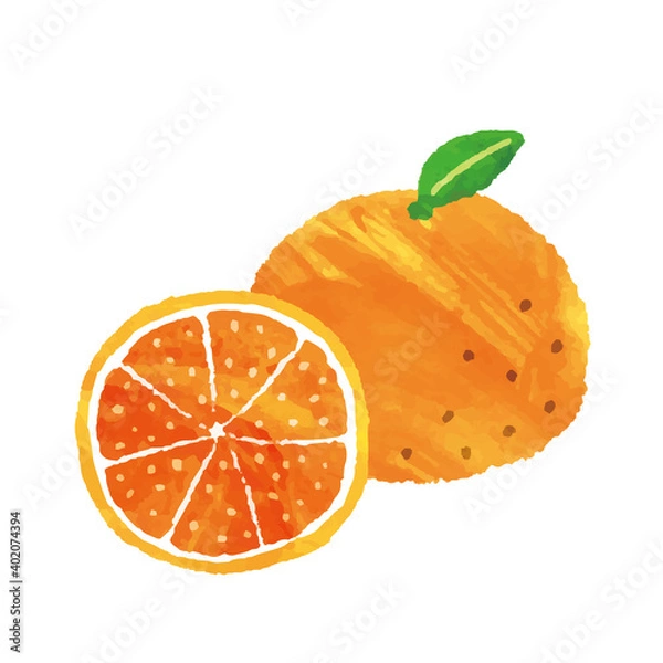 Obraz 水彩風  みかんのイラスト素材
