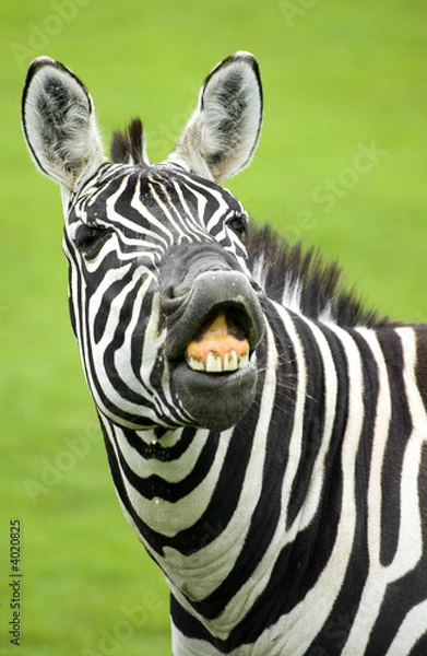 Obraz zebra