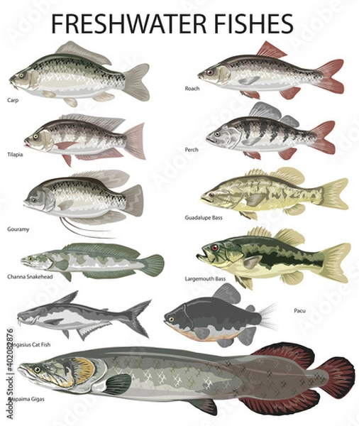 Fototapeta Freshwater Fish, Carp, perch, roach, tilapia, gouramy, snakehead, catfish, arapaima - Vector