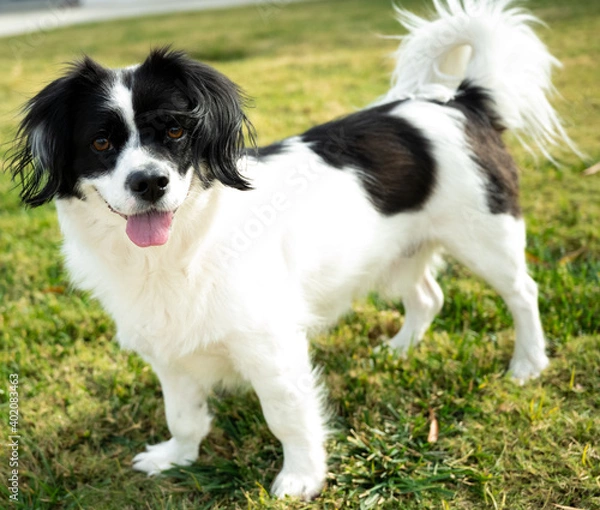 Fototapeta Border Collie Dog Smiling 