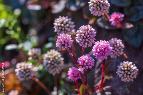 Fototapeta ヒメツルソバ　ピンクのかわいい花