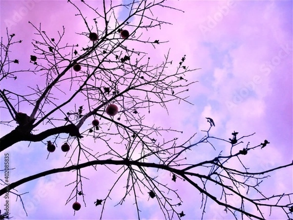 Fototapeta winters tree