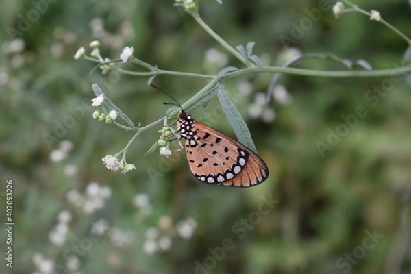 Obraz A Beautiful Butterfly
