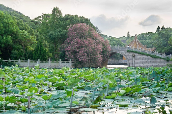 Obraz Lotus-Teich China