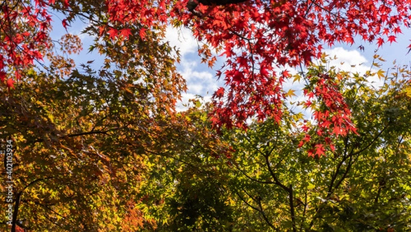 Fototapeta 秋の京都の紅葉