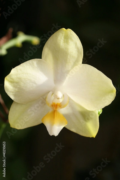 Fototapeta Orchid
