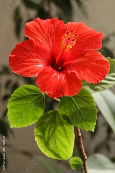 Obraz Hibiscus rosa-sinensis