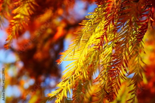 Obraz メタセコイアの葉（黄色）