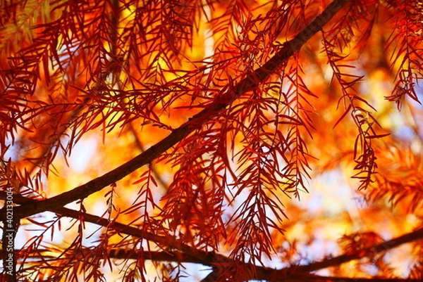 Obraz メタセコイアの葉（オレンジ）