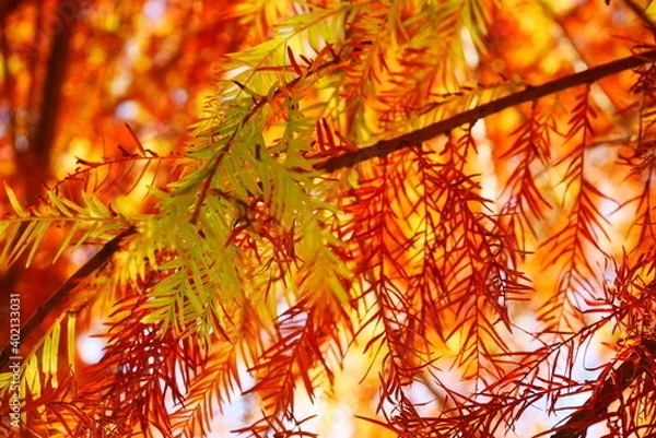 Fototapeta メタセコイアの葉（緑・オレンジ）