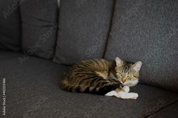 Obraz The cat sleeps on the gray sofa
