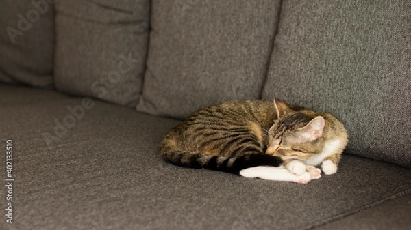Fototapeta The cat sleeps on the gray sofa